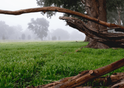 Bunyip Hollow Misty