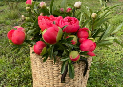 Cookinburra Peonies Basket