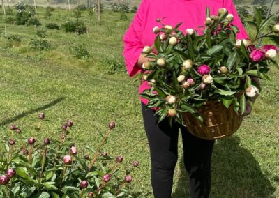 Cookinburra Peonies Harvest Pickings