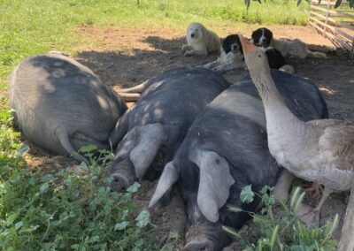 Bunyip Hollow Pigs, Dogs and Mr Goose